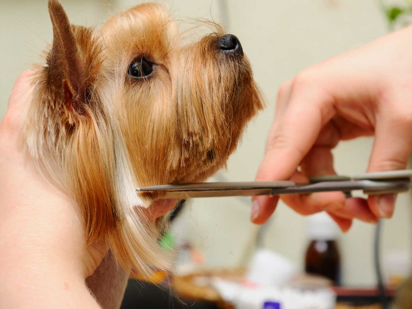 Pet Grooming Services Bismarck, ND Pet Place Grooming Inc.