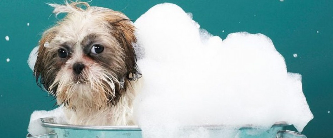 Meet The Team Pet Place Grooming Inc
