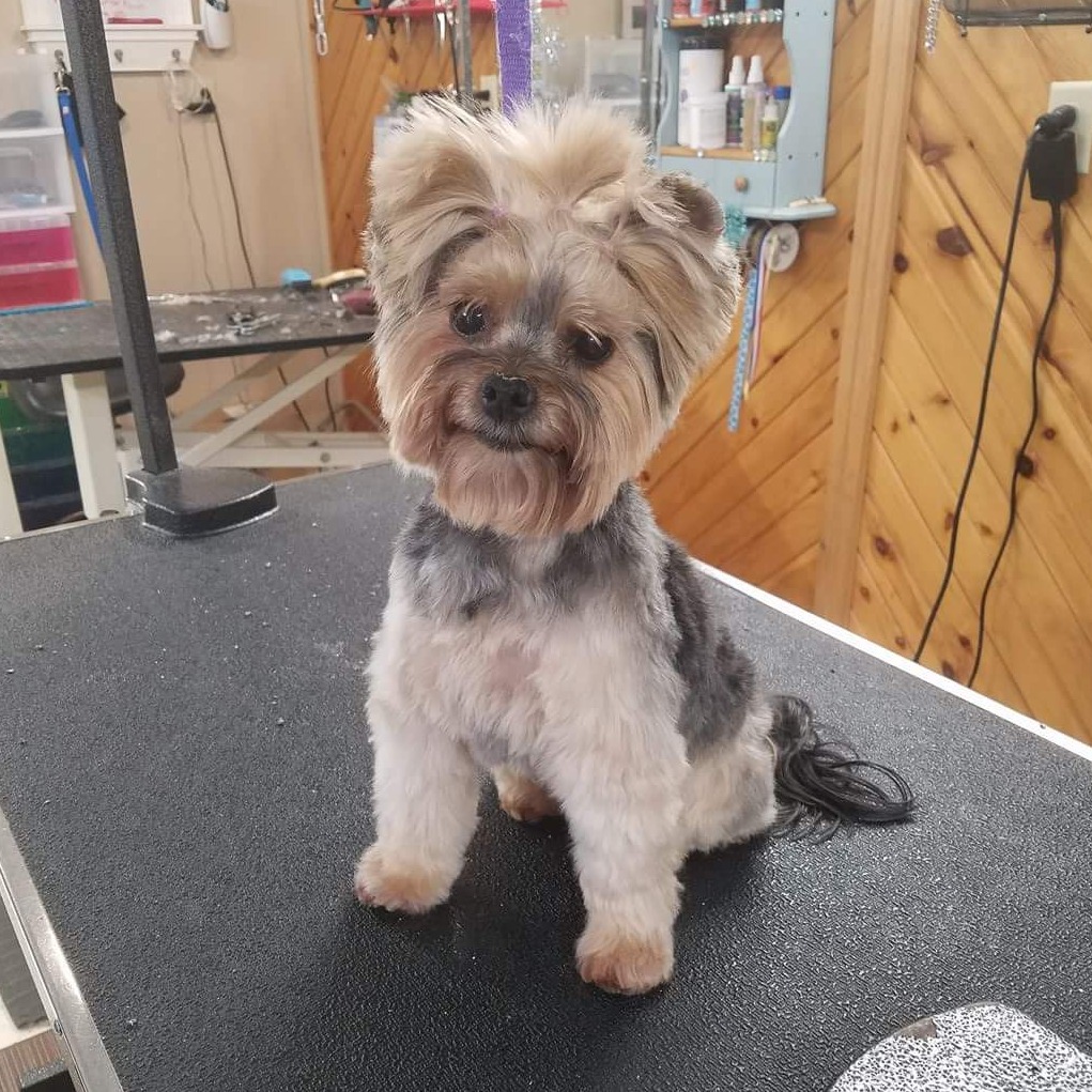 asian fusion yorkie